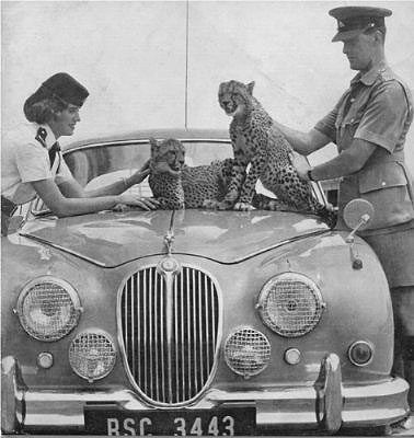The Jaguar was an early high performance police car