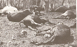Slaughtered Cattle